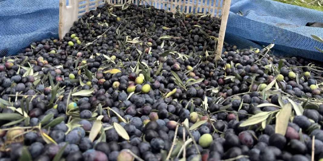 Tarladan 160 TL’ye veriyor, markette fiyatı 500’e çıkıyor! Düşük verimli hasat bitti: 2000 ton rekolte üreticiyi üzdü 2